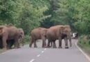 क्रोंधा गांव में दो नर हाथी सड़क पार करते देख कुछ समय तक आवागमन बाधित रहा, वन विभाग के कैमरे में कैद