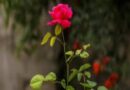गुलाब के फूलों से पाएं शांति और सफलता: आजमाएं ये प्रभावी उपाय