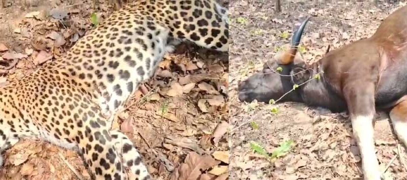 करंट लगाकर जंगली जानवरों का हो रहा शिकार, तेंदुए और वन भैंसा की हुई मौत