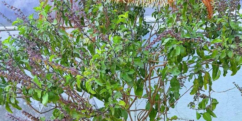 वास्तु शास्त्र के अनुसार तुलसी से करें यह उपाय