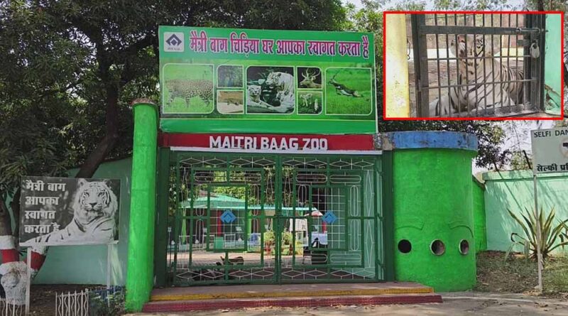 मैत्री बाग जू में वन्यजीवों को तपिश से बचने व्यापक इंतजाम, सफेद शेरों के इनक्लोजर में पानी का छिड़काव