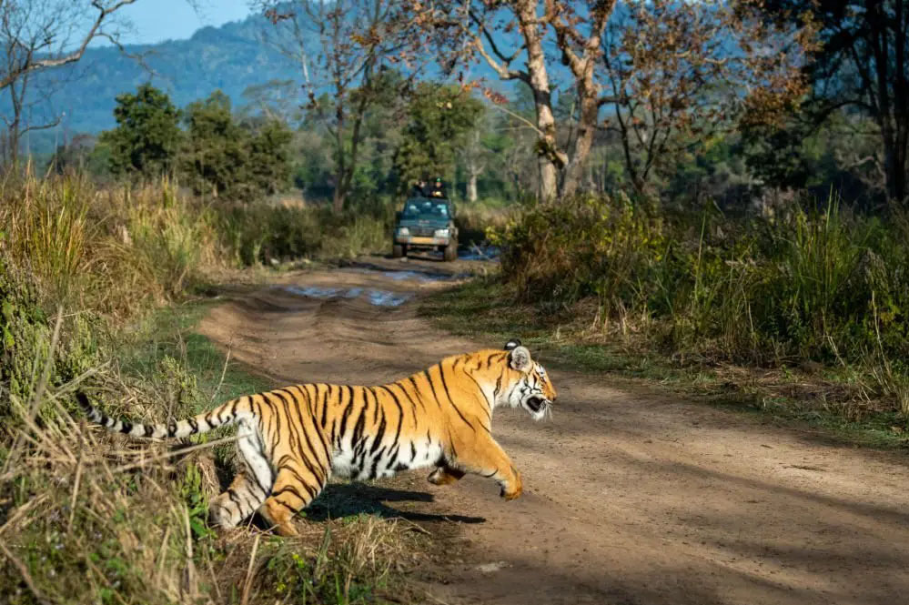 बांधवगढ़ टाइगर रिजर्व में एक महिला की बाघ के हमले में मौत हो गई, ग्रामीणों में दहशत बांधवगढ़ टाइगर रिजर्व में एक महिला की बाघ के हमले में मौत हो गई, ग्रामीणों में दहशत