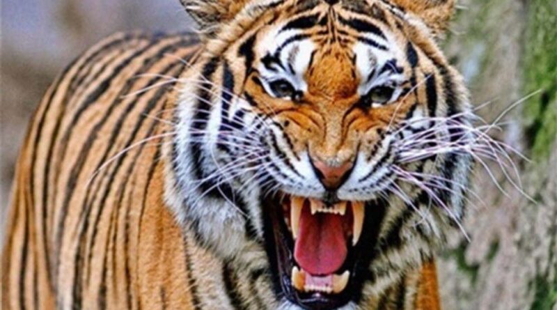 बांधवगढ़ के बाघ बने हिंसक, कल एक बच्चे को मारने के बाद आज महिला पर किया हमला, ग्रामीणों में दहशत का माहौल