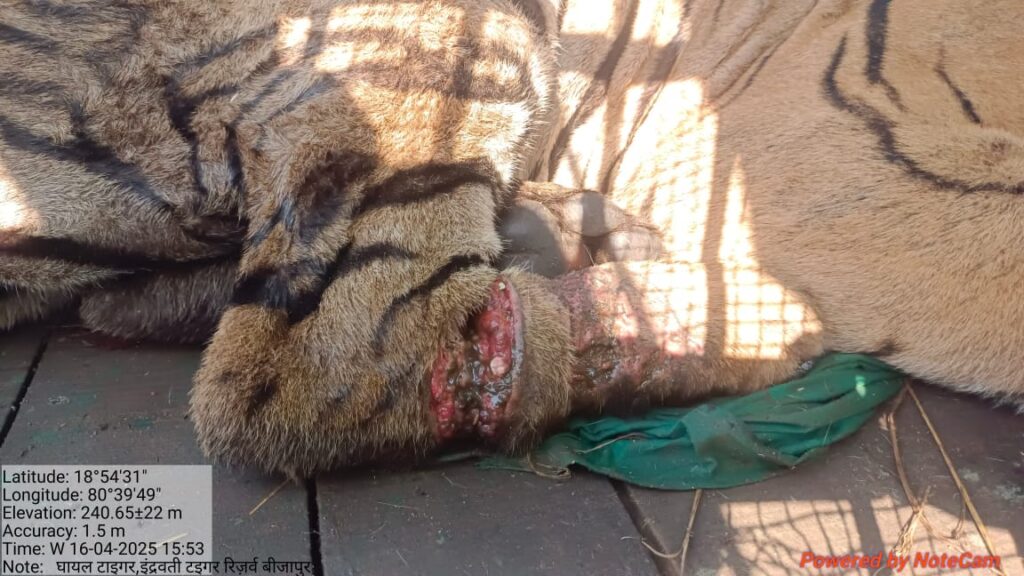EXCLUSIVE : इंद्रावती टाइगर रिजर्व में घायल बाघ का रेस्क्यू, शिकारी गिरोह का पर्दाफाश…?