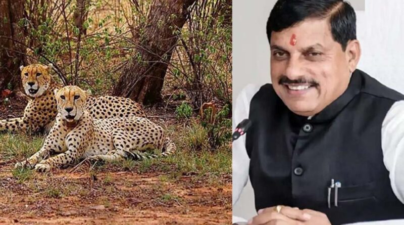 मुख्यमंत्री डॉ. यादव ने गांधी सागर में 2 चीतों के छोड़े जाने के अवसर पर दी प्रदेश के नागरिकों को बधाई