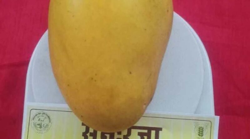 सुंदरजा आम की विशेषता है कि इसे मधुमेह के रोगी भी खा सकते हैं, बारिश और खराब मौसम ने बिगाड़ा स्वाद