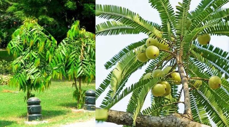 वास्तु शास्त्र के अनुसार घर के आसपास लगाएं ये पेड़, घर में गूंजेगी किलकारी