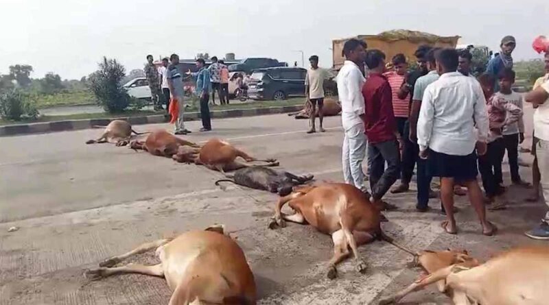 नेशनल हाइवे पर फिर बहा गौवंशों का खून, गौसेवकों ने शव रखकर किया चक्काजाम