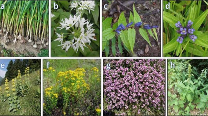 फूल भी करते हैं दवा का काम, इन रोगों में ये हैं रामबाण