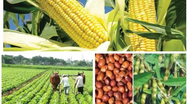 दलहन, तिलहन की फसल लेने पर भी किसानों को मिलेगा कृषक उन्नति योजना का फायदा