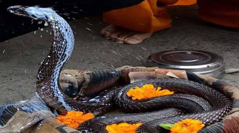 घर का वास्तु ठीक करने के लिए नाग पंचमी पर करें ये काम