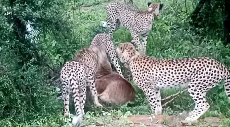 मादा चीता ज्वाला अपने तीन शावकों के साथ विजयपुर क्षेत्र के गसवानी के पास बारिश के बीच देखी गई