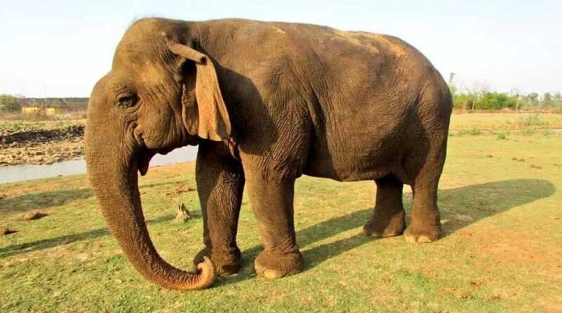 मुख्यमंत्री डॉ. यादव ने हथिनी वत्सला के निधन पर व्यक्त कीं संवेदनाएं