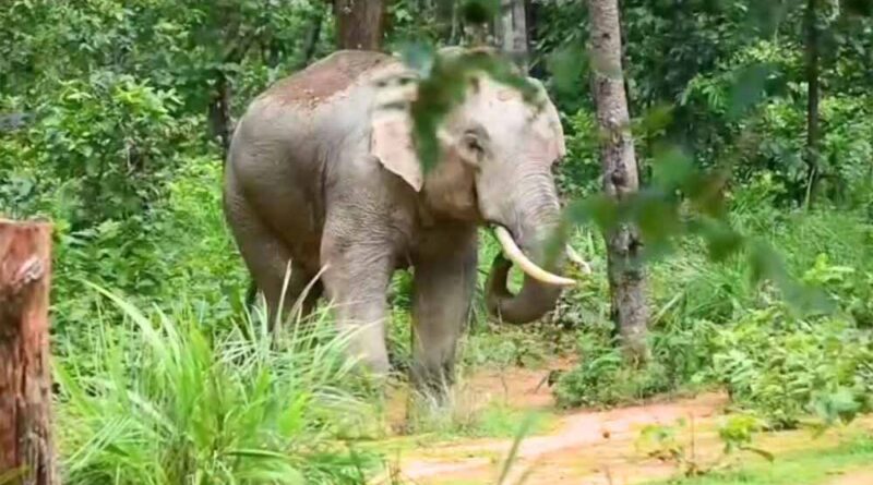 24 घंटे तक मचाया आतंक, खेत उजाड़ने और युवक पर हमला करने के बाद जंगल लौटा हाथी