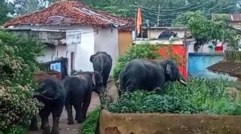 गांवों में घुसे चार जंगली हाथी, ये कर डाला अंजाम, कच्चे मकानों में तोड़फोड़, घर में रखे अनाज को चटकाया