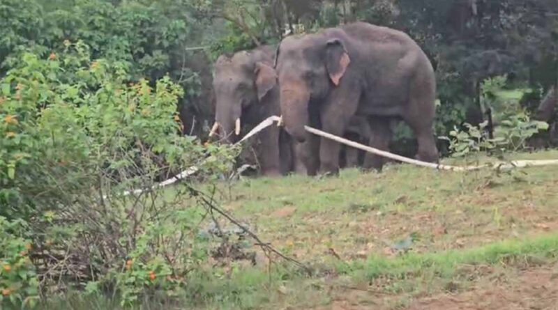 बुढ़ार में फिर घुसे जंगली हाथी: कई घरों में की तोड़फोड़, ग्रामीणों में दहशत