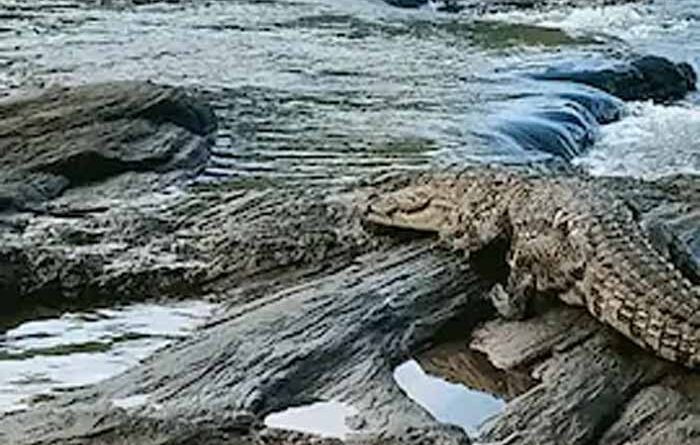 दमोह में दर्दनाक हादसा: नदी किनारे बैठी महिला को मगरमच्छ ने बनाया शिकार