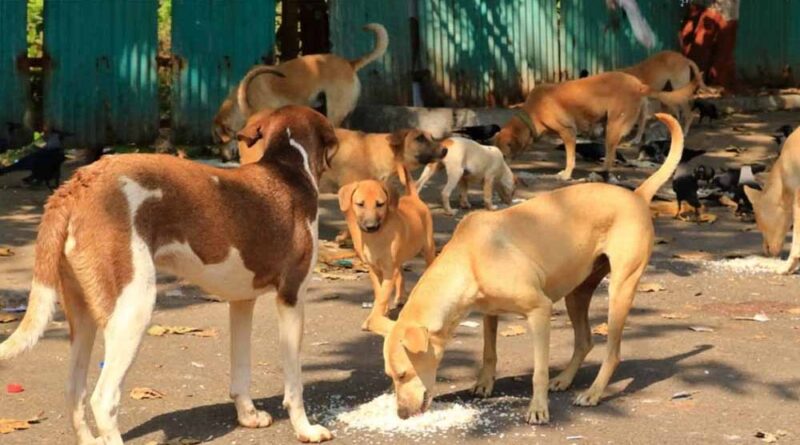 फीफा वर्ल्ड कप से पहले मोरक्को में 30 लाख कुत्तों को मारने की योजना, भड़के एनिमल एक्टिविस्ट्स