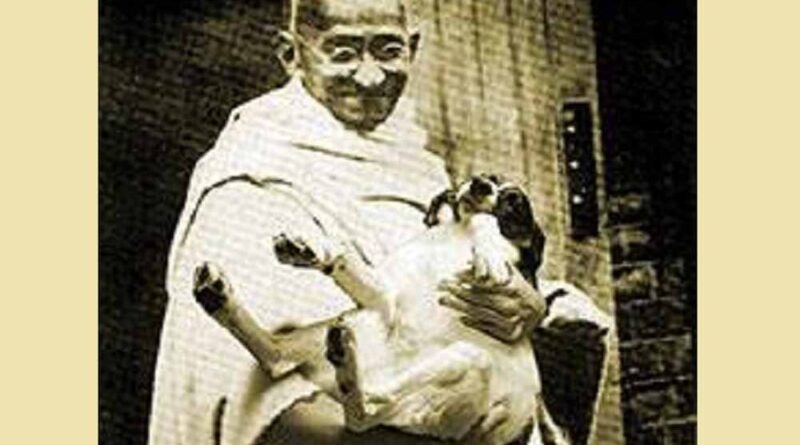 जब 60 पागल कुत्तों को मारने पर गांधीजी ने दी थी सहमति, जानें क्या था तर्क