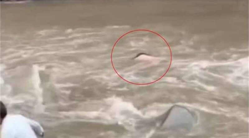 संसार के दुखों का सामना: लकड़ी के पुल से गिरकर खड्ड में बहा व्यक्ति, पहले बाढ़ में खोया था छोटा भाई