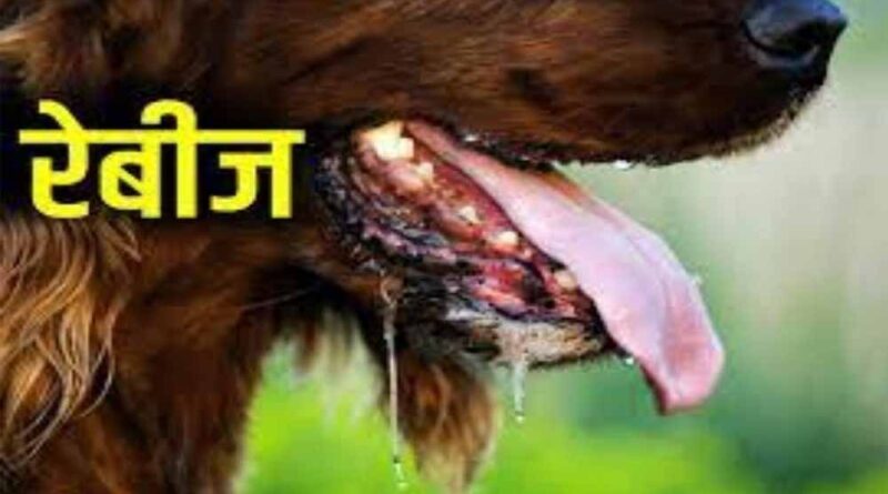 वर्ल्ड रेबीज़ डे: रेबीज़ का कोई इलाज नहीं, पर समय पर टीका है जीवनरक्षक