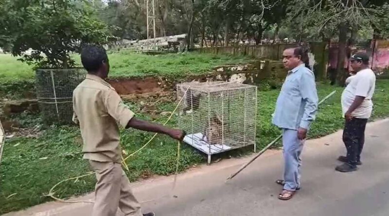 गुरु घासीदास पार्क से 35 बंदर शिफ्ट, उत्पाती बंदरों से मिलेगी राहत