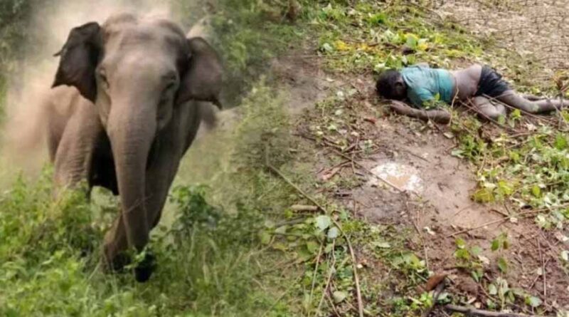 खेत से लौट रहे ग्रामीण पर हाथी का हमला, सूंड से पटककर मौत
