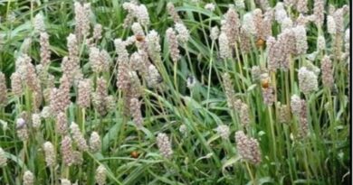 मध्यप्रदेश देश में अग्रणी: 46 हजार हेक्टेयर से अधिक क्षेत्र में उगती ईसबगोल और अश्वगंधा