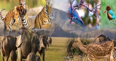 छत्तीसगढ़ में जल्द लागू होगी योजना, लोग अब वन्य प्राणियों को गोद ले सकेंगे